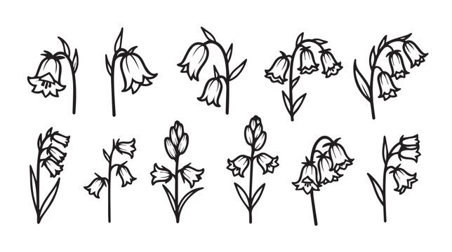 Delicate bluebell flower line drawings in a simple artistic arrangement for natural design concepts