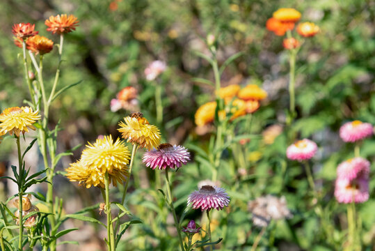 Bee drinking nectar from  golden everlasting