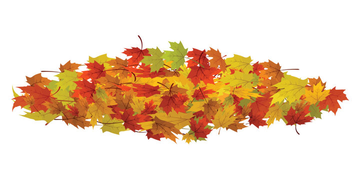 Pile of colorful autumn maple leaves on transparent background, fall season