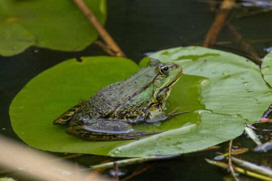 Petite grenouille verte pos&eacute;e sur un n&eacute;nuphar