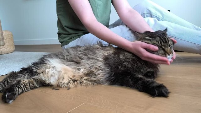 Owner scratches maine coon cat chin and face at home. Domestic animal reacts calmly enjoying attention and care. Pet lifestyle concept shows affection and interaction indoors..