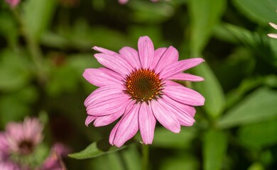 Fototapeta premium Vibrant Pink Echinacea Flower in Bloom - Spring