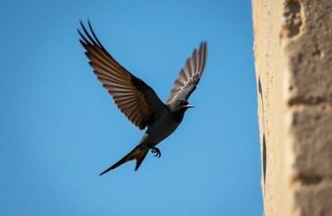 Fototapeta premium Swift bird flies near building wall. Black plumage with white dots, spread wings against clear blue sky. Wild animal in motion hunts insects.