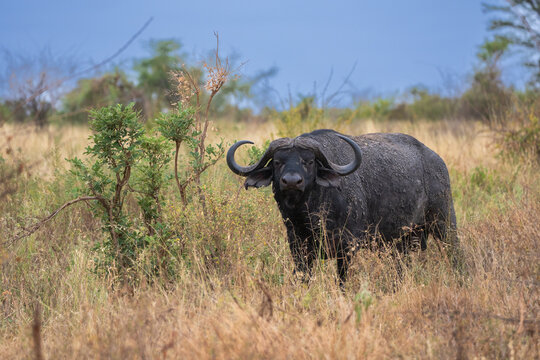 African buffalo (Syncerus caffer) standing in the tall grass of the savannah with an oxpecker bird, Meru National Park, Kenya.
