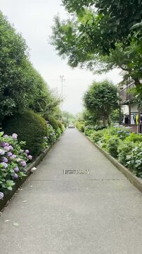 Calm path lined with lush greenery and blooming flowers