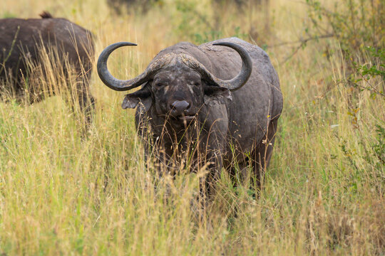 African buffalo (Syncerus caffer) standing in the tall grass of the savannah with an oxpecker bird, Meru National Park, Kenya.
