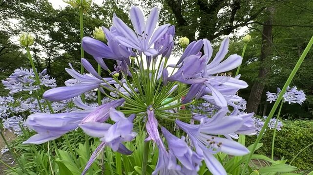 Soft purple blooms sway gently in breeze