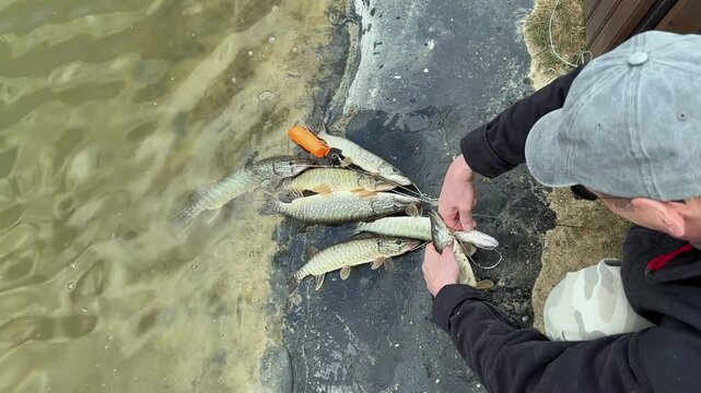 Anglers handle several freshly caught pike beside a lakeshore. Fish lie on a wet bank as hands remove hooks and sort the catch. Fishing, outdoor recreation, and sport angling content for
