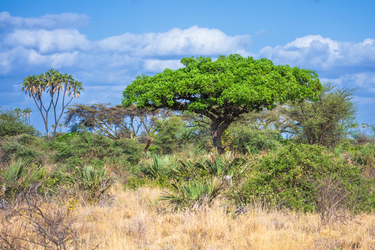 Lush riverine forest with doum palms and acacia trees under a blue sky in Meru National Park, Kenya.
