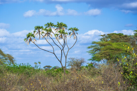 Lush riverine forest with doum palms and acacia trees under a blue sky in Meru National Park, Kenya