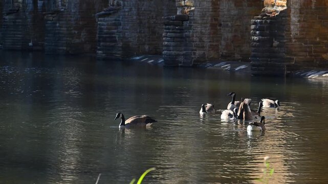 Crossville, Tennessee, USA, Canadian geese Branta canadensis swim in autumn near the shore of the reservoir