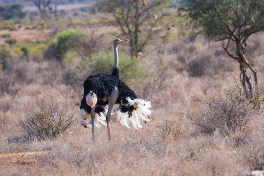 Somali ostriches (Struthio molybdophanes) running through the arid savannah, Samburu National Reserve, Kenya.
