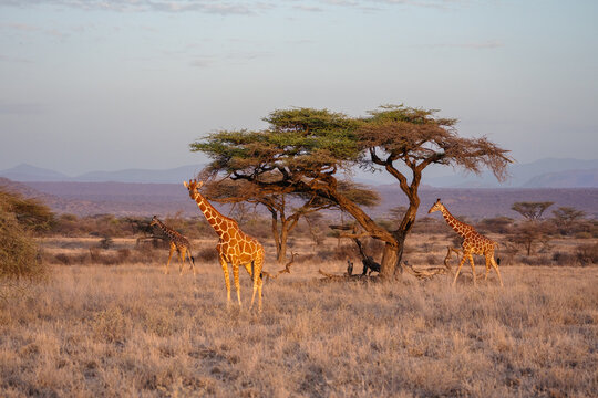 Reticulated giraffe walking through the dry savanna plains of East Africa against a backdrop of misty mountains and a soft pink sunset glow.