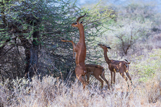 A male Gerenuk antelope stands on its hind legs to forage on acacia leaves beside a female in the dry scrubland of a Kenyan national reserve.
