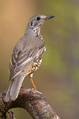 Paszkot (Turdus viscivorus) © Grzegorz