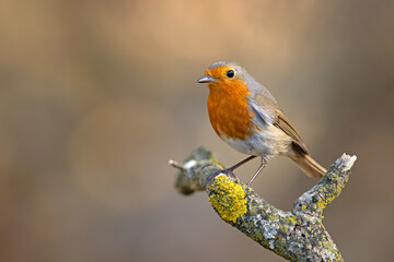 Rudzik (Erithacus rubecula) © Grzegorz
