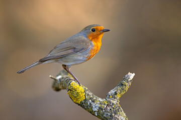 Rudzik (Erithacus rubecula) © Grzegorz