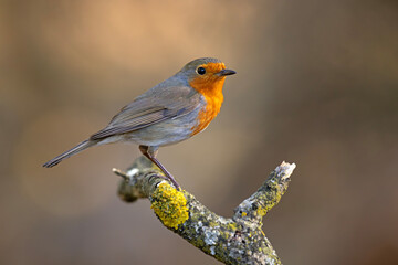Rudzik (Erithacus rubecula) © Grzegorz