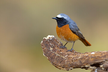 Obraz premium Pleszka (Phoenicurus phoenicurus) 