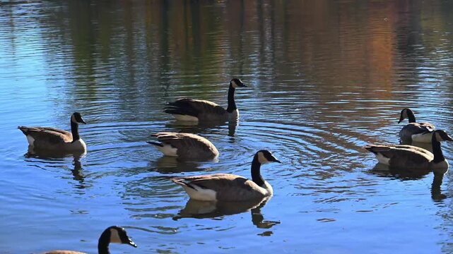Crossville, Tennessee, USA, Canadian geese Branta canadensis swim in autumn near the shore of the reservoir