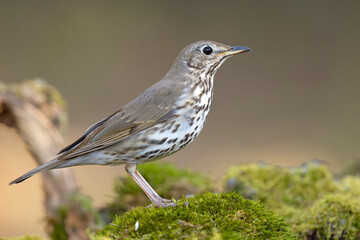 śpiewak (Turdus philomelos) © Grzegorz