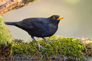 Kos (Turdus merula) © Grzegorz