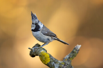 czubatka (Lophophanes cristatus)  © Grzegorz