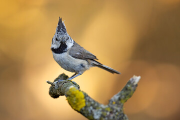 czubatka (Lophophanes cristatus)  © Grzegorz
