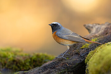 Pleszka (Phoenicurus phoenicurus)  © Grzegorz