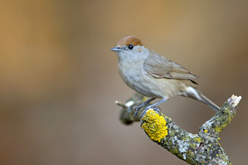 kapturka (Sylvia atricapilla) © Grzegorz