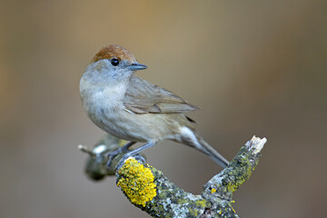 kapturka (Sylvia atricapilla) © Grzegorz