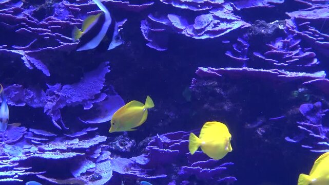 tropical fish in aquarium