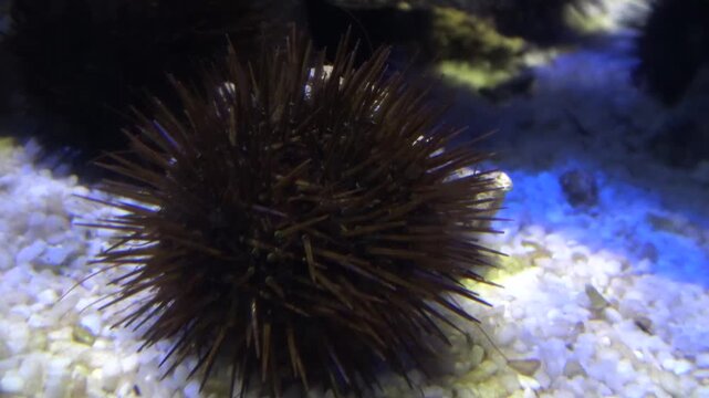 sea ​​urchin in the acquarium
