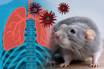Naklejka premium laboratory rat, Virus Lung infection pathology laboratory study, respiratory disease research, floating air zoonotic disease transmission risk pandemic danger infection, dangerous airborne disease