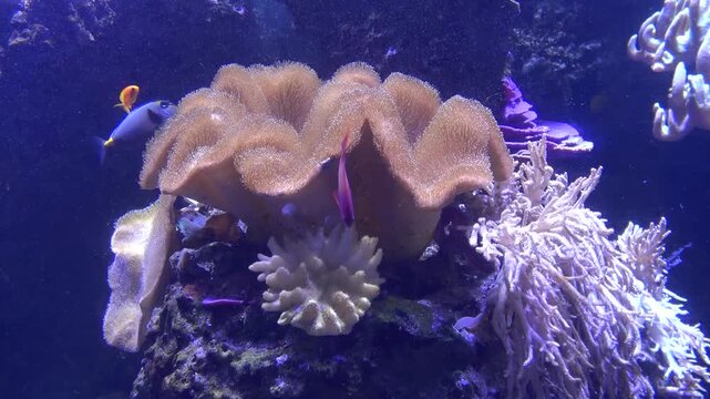 cauliflower coral in the acquarium