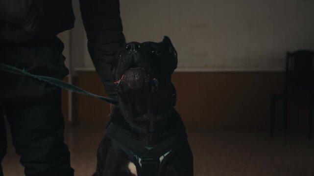 Aggressive barking dog shows dangerous teeth. Combat dog, Angry Animal hard attack head detail, Barking at a person on camera, security Fighting dogs