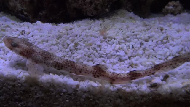 fish in aquarium