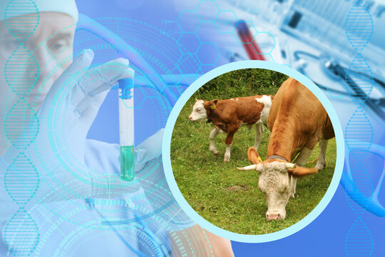 scientist, researcher studies livestock health, safety protocols in modern agricultural setting, prevent control epidemics in cattle populations, biological weapons, laboratory diagnostics, veterinary