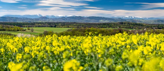 Fotobehang Geel spring view on snowy Karkonosze mountains with canola field in Poland  © lukaszimilena