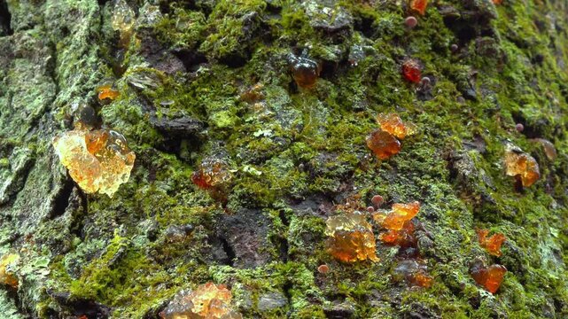 Exuding transparent tree gum (sap), mosses, lichens, and small agaric mushrooms on an old decaying trunk of sweet cherry tree (Prunus avium)