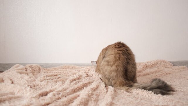 Playful tabby cat with mouse toy. Lying and jumping on floor. Stuffed toys for kitten. Pampered Pets. Leisure, pursuit. Encouraging movement for cat is positive, it is important, healthy lifestyle