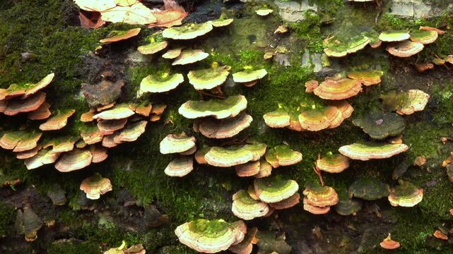 A Turkey Tail - Trametes versicolor, a common saprophytic fungus.