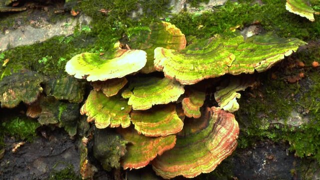 A Turkey Tail - Trametes versicolor, a common saprophytic fungus.