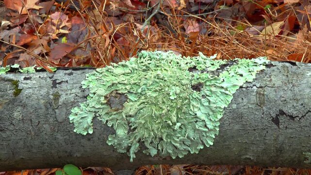 Lichen Flavoparmelia caperata (common greenshield lichen) on a tree trunk in a forest