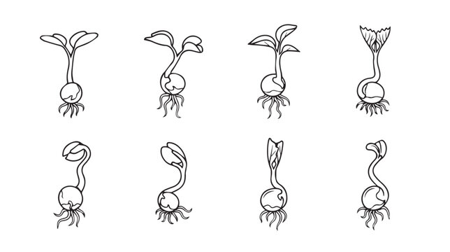 Sprouting Bean Seeds Growing with Roots and Leaves in a Line Showing Development