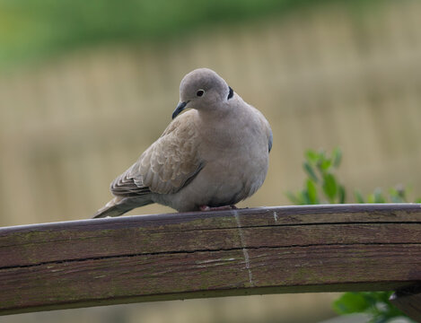 A Eurasian collared-dove sits on a wooden railing.