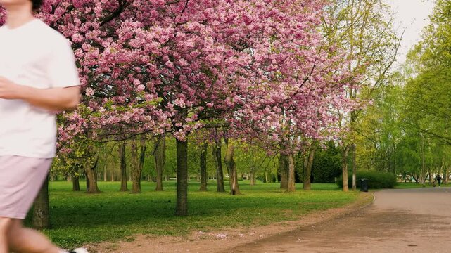 A man jogging through a city park filled with vibrant spring blooms. 4K video showing outdoor exercise and recreation under beautiful sakura and cherry trees. High quality footage