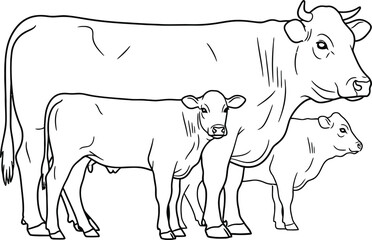 Fototapeta premium Black and white cow with two calves