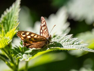 Fototapeta premium A Backlit Speckled Wood Butterfly