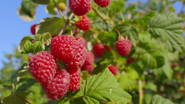 Juicy ripe raspberries sway in fresh wind on branches against a blue sky. Sunny day. Raspberry bushes. Harvest time. Vitamins.